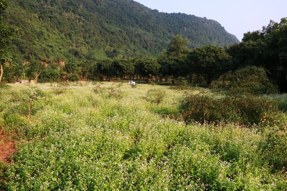 Ngắm hoa tam giác mạch tuyệt đẹp giữa núi rừng Thung Nham - 18 Ngắm hoa tam giác mạch tuyệt đẹp giữa núi rừng Thung Nham - 18
