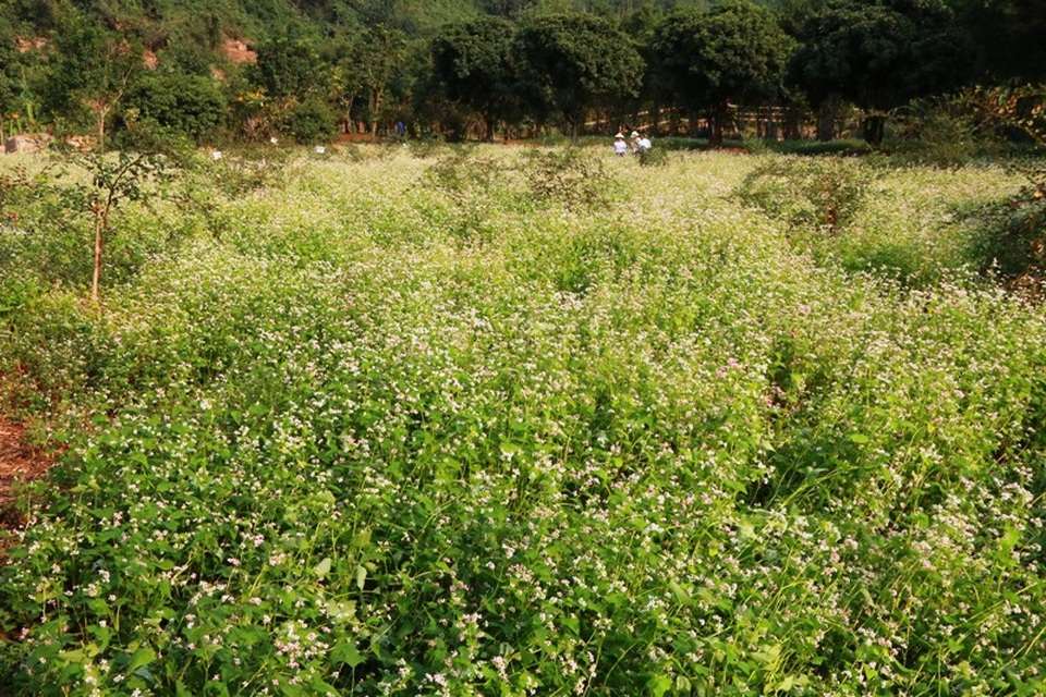 Ngắm hoa tam giác mạch tuyệt đẹp giữa núi rừng Thung Nham - 13 Ngắm hoa tam giác mạch tuyệt đẹp giữa núi rừng Thung Nham - 13
