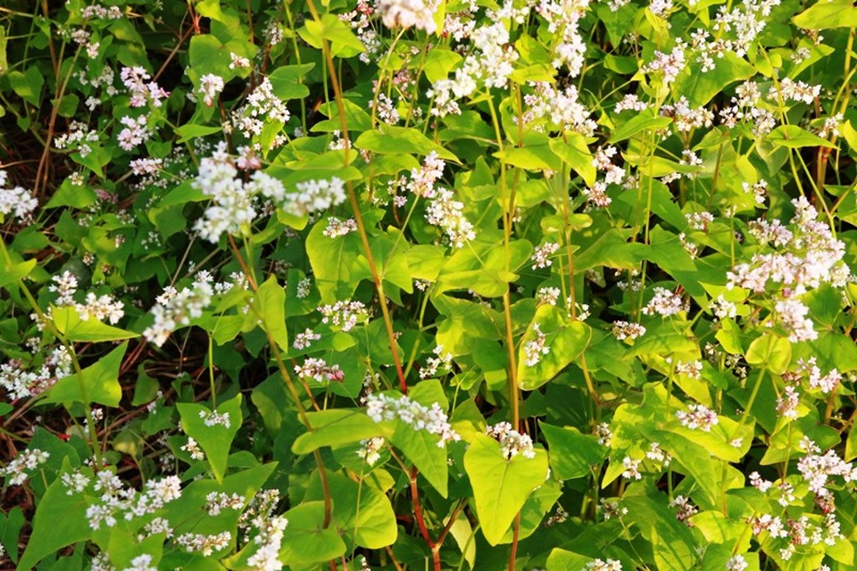 Ngắm hoa tam giác mạch tuyệt đẹp giữa núi rừng Thung Nham - 10 Ngắm hoa tam giác mạch tuyệt đẹp giữa núi rừng Thung Nham - 10