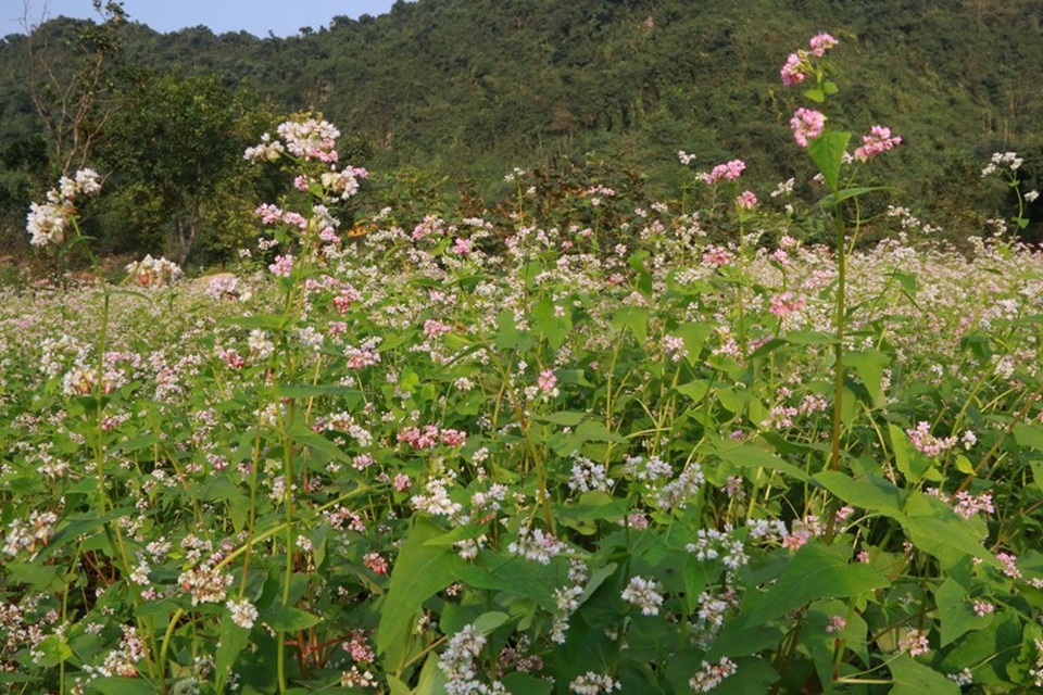 Ngắm hoa tam giác mạch tuyệt đẹp giữa núi rừng Thung Nham - 12 Ngắm hoa tam giác mạch tuyệt đẹp giữa núi rừng Thung Nham - 12
