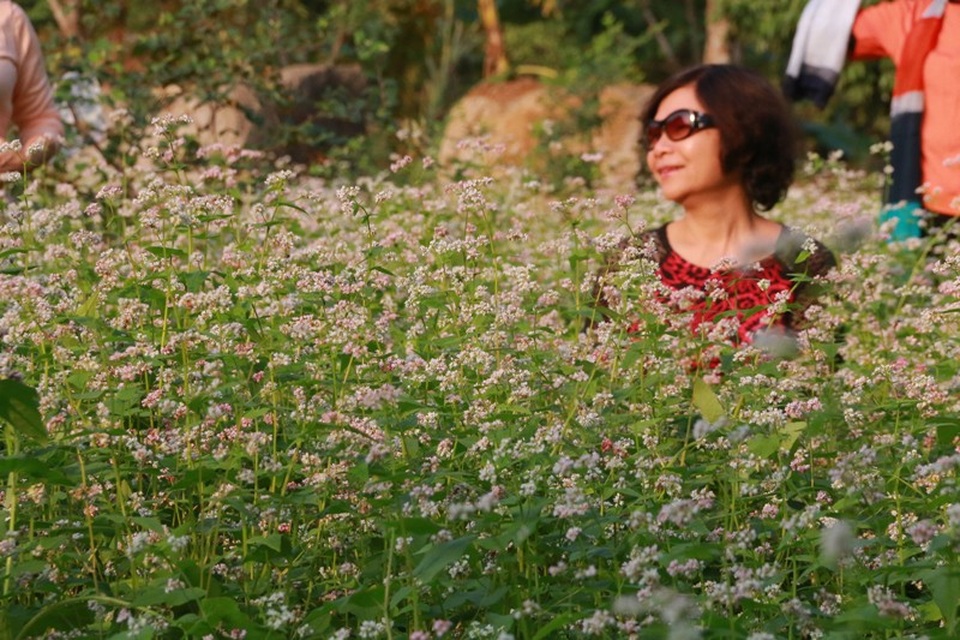 Vườn tam giác mạch “có 1 không 2” hút hồn du khách ở Ninh Bình - 19 Vườn tam giác mạch “có 1 không 2” hút hồn du khách ở Ninh Bình - 19