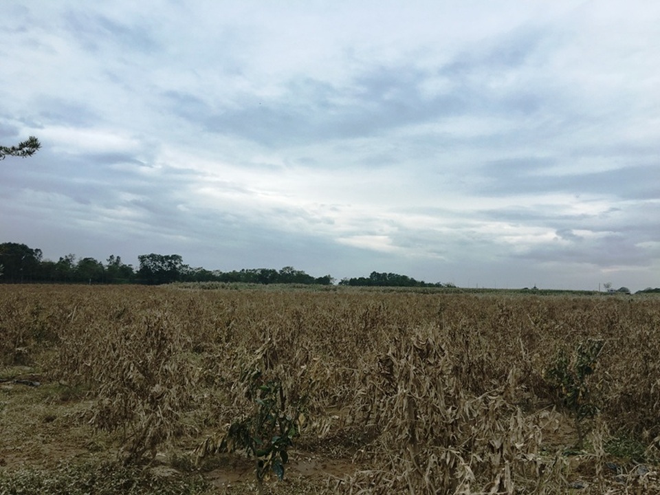 Ứa nước mắt nhìn thảm cảnh trang trại đầu tư hàng chục tỷ bị lũ nhấn chìm - 1 Hàng nghìn gốc đào phục vụ Tết đã chết rục do bị ngập lụt