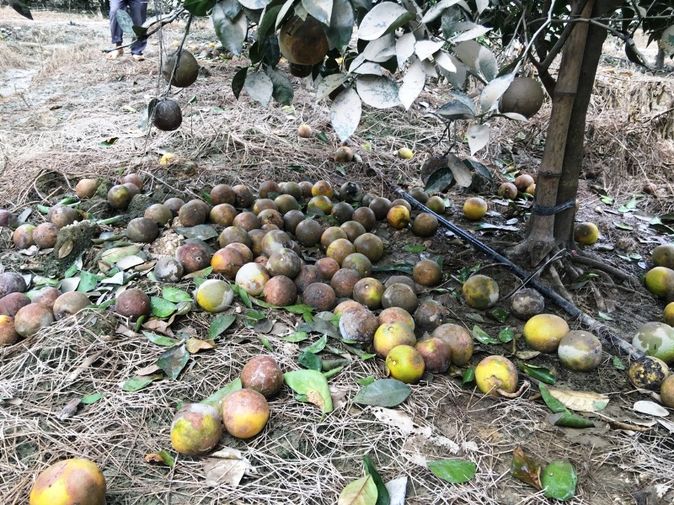 Ứa nước mắt nhìn thảm cảnh trang trại đầu tư hàng chục tỷ bị lũ nhấn chìm - 6 Khoảng 900 cây cam bị rụng đầy gốc