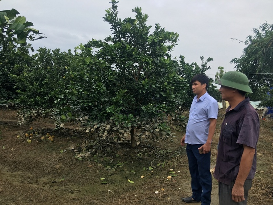 Ứa nước mắt nhìn thảm cảnh trang trại đầu tư hàng chục tỷ bị lũ nhấn chìm - 5 Vườn cam đang thu hoạch của anh Đỗ Xuân Sơn đã bị ngập lụt nặng