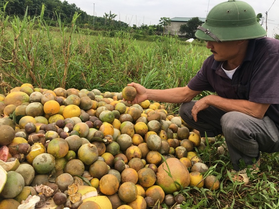 Ứa nước mắt nhìn thảm cảnh trang trại đầu tư hàng chục tỷ bị lũ nhấn chìm - 9 Anh Sơn bị thiệt hại hơn 40 tấn cam và bưởi đang cho thu hoạch