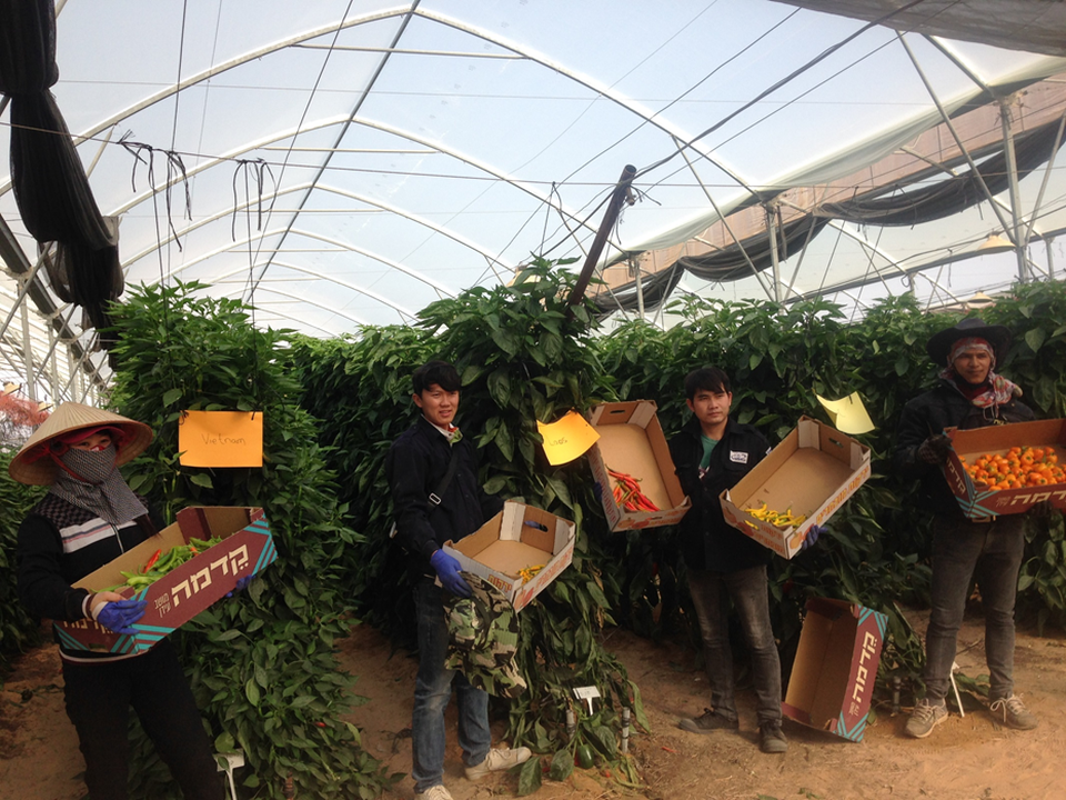 Kỳ thực tập mơ ước tại “vườn địa đàng trên sa mạc” của Israel - 1 
Hái ớt ngoài nông trại