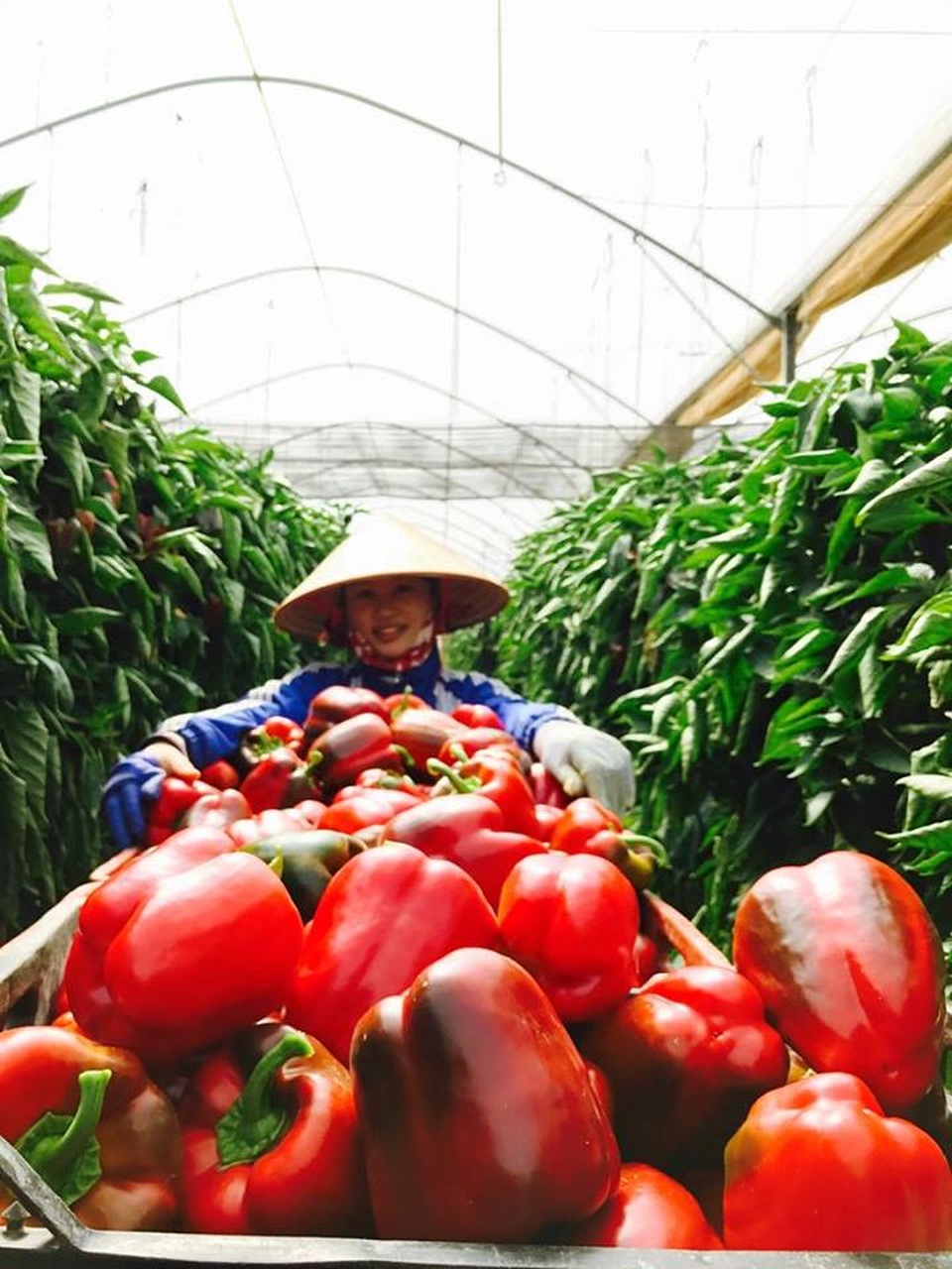 Kỳ thực tập mơ ước tại “vườn địa đàng trên sa mạc” của Israel - 2 Kỳ thực tập mơ ước tại “vườn địa đàng trên sa mạc” của Israel - 2