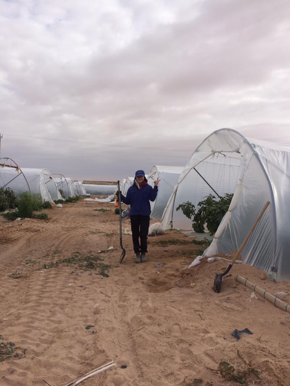 Kỳ thực tập mơ ước tại “vườn địa đàng trên sa mạc” của Israel - 3 
Mô hình trồng dưa hấu trên cát