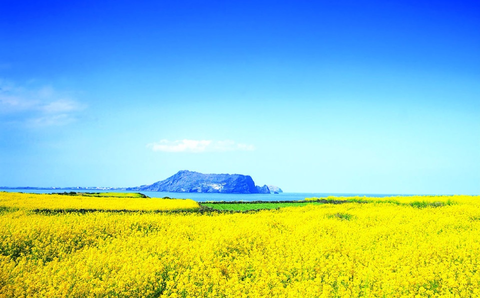 Sắc xuân trên hòn đảo lãng mạn mang tên Jeju - 2