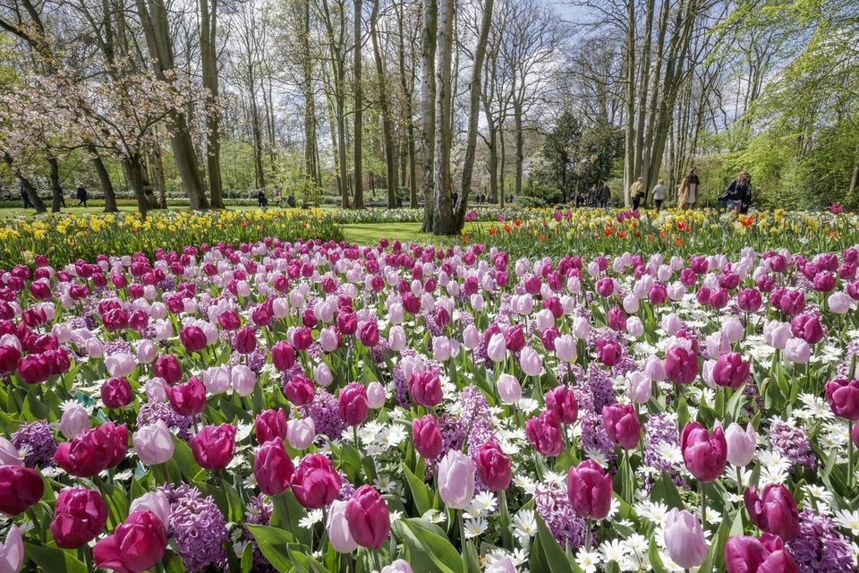 Ngợp mắt trước 7 triệu bông tulip đồng loạt bung nở - 5 Năm 1950 là năm đầu tiên khu vườn mở cửa đón du khách