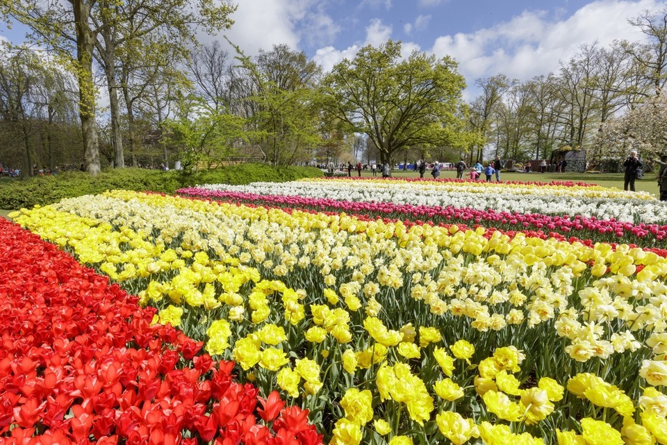 Ngợp mắt trước 7 triệu bông tulip đồng loạt bung nở - 6 Năm 2017 là năm kỷ niệm lần thứ 68 công viên đón công chúng tới thăm.
