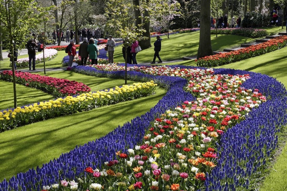 Ngợp mắt trước 7 triệu bông tulip đồng loạt bung nở - 9 Ngợp mắt trước 7 triệu bông tulip đồng loạt bung nở - 9