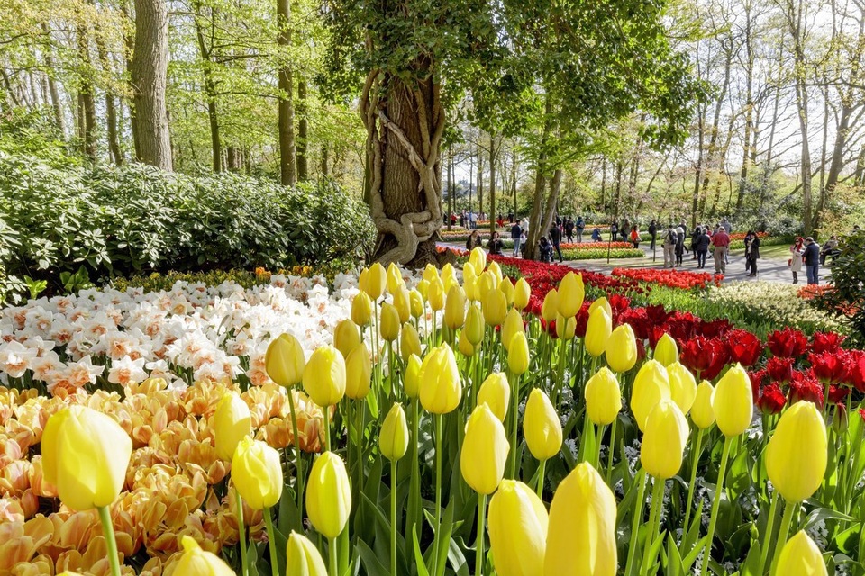 Ngợp mắt trước 7 triệu bông tulip đồng loạt bung nở - 8 Ngợp mắt trước 7 triệu bông tulip đồng loạt bung nở - 8