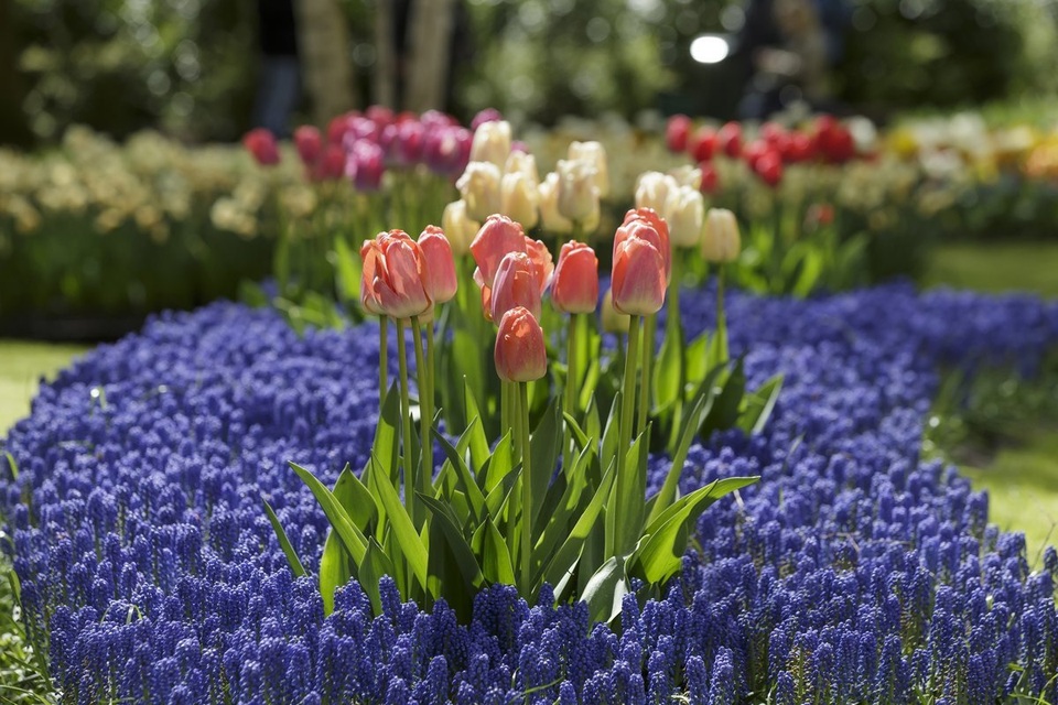 Ngợp mắt trước 7 triệu bông tulip đồng loạt bung nở - 7 Ngợp mắt trước 7 triệu bông tulip đồng loạt bung nở - 7