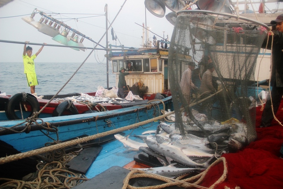 Chỉ trong chuyến biển kéo dài 2 ngày, ngư dân Quảng Trị đã đánh bắt được mẻ cá bè hơn 150 tấn