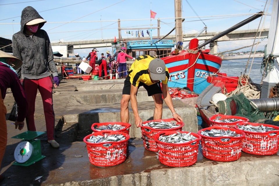 Ngư dân yên tâm vươn khơi sau công bố biển an toàn - 2 Những mẻ cá tươi ngư dân khai thác ngoài khơi trở về