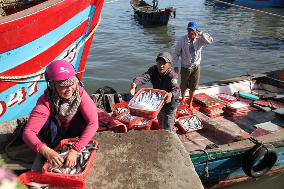 Ngư dân yên tâm vươn khơi sau công bố biển an toàn - 5
Ngư dân địa phương đang mạnh dạn chuyển đổi sang đánh bắt trung và xa bờ