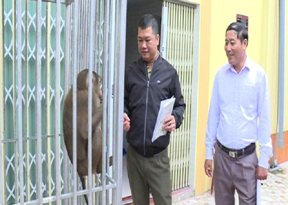 Người dân tự nguyện giao nộp khỉ đuôi lợn quý hiếm - 1 Cá thể khỉ đuôi lợn được anh Kỳ bàn giao cho lực lượng kiểm lâm (Ảnh T.T)