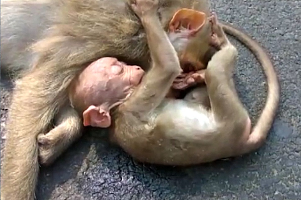 Khỉ con đau đớn nằm ôm mẹ đã chết - 1 Khỉ con đau đớn nằm ôm mẹ đã chết - 1