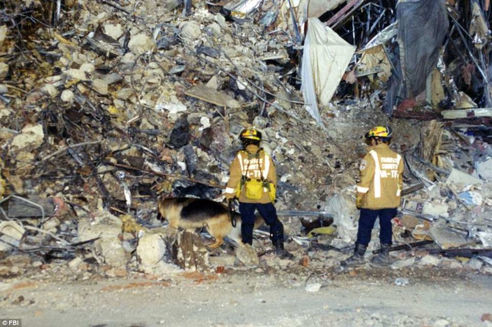 FBI công bố ảnh Lầu Năm Góc tan hoang sau vụ khủng bố 11/9 - 8 Chó nghiệp vụ được đưa tới hiện trường để hỗ trợ các nhân viên cứu hộ tìm kiếm người mất tích trong đống đổ nát.