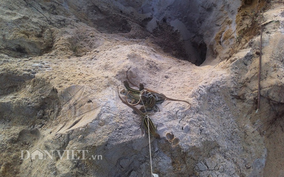 Lai rai đặc sản “Vua của sa mạc” lạ mà quen - 2
Kỳ nhông thường đào hang sâu trong cát. (Ảnh: Dân Việt)
