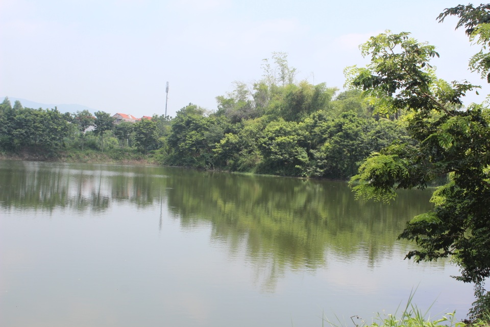 Hoàng kim kiếm tiền tỷ, hết thời bán xe trốn nợ vì sưa - 3 Xung quanh hồ đều trông sưa