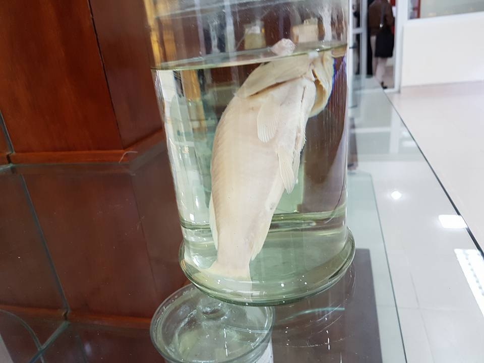 Giật mình hình ảnh ký sinh trùng “đục gan”, bó giun gây tắc ruột - 8 Cá nước ngọt khi ăn sống là một trong những căn nguyên gây nên tình trạng bệnh sán lá gan ở người.