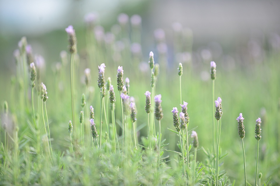 Vườn hoa lavender ở Hà Nội mới hé nụ đã hút khách - 1 Một chủ vườn tại Hà Nội mới nhập giống hoa lavender Địa Trung Hải về trồng từ tháng 10/2016.
