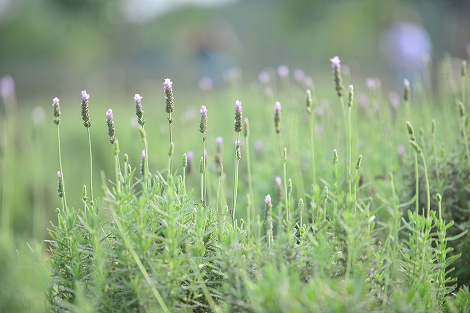 Vườn hoa lavender ở Hà Nội mới hé nụ đã hút khách - 2 Sau một lần thử nghiệm trồng thất bại, vườn hoa lavender đầu tiên ở Hà Nội đã đơm hoa, hiện nay bắt đầu vào thời kỳ đua nở.