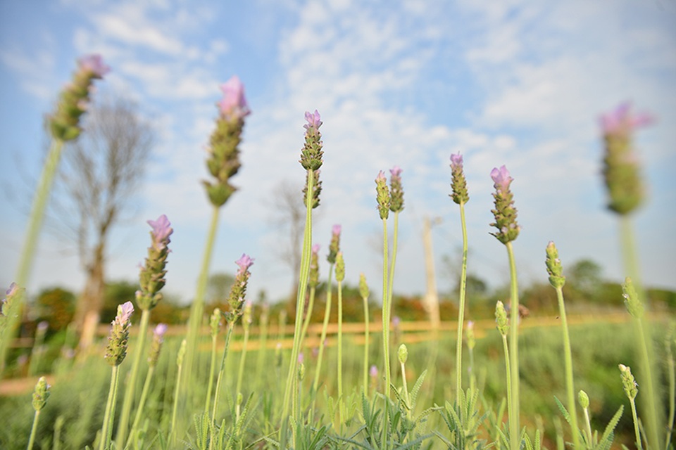 Vườn hoa lavender ở Hà Nội mới hé nụ đã hút khách - 3 Hoa lavender mang sắc tím đặc trưng đang hé nở.