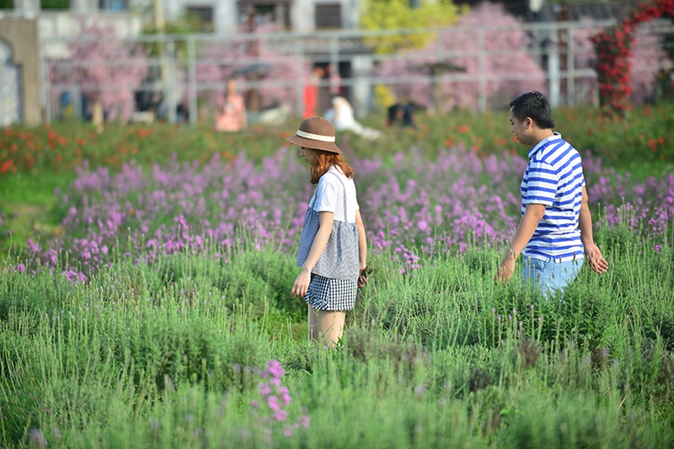 Vườn hoa lavender ở Hà Nội mới hé nụ đã hút khách - 4 Vườn có diện tích không lớn, được trồng xen lẫn cùng với các loài hoa bản địa của Hà Nội.