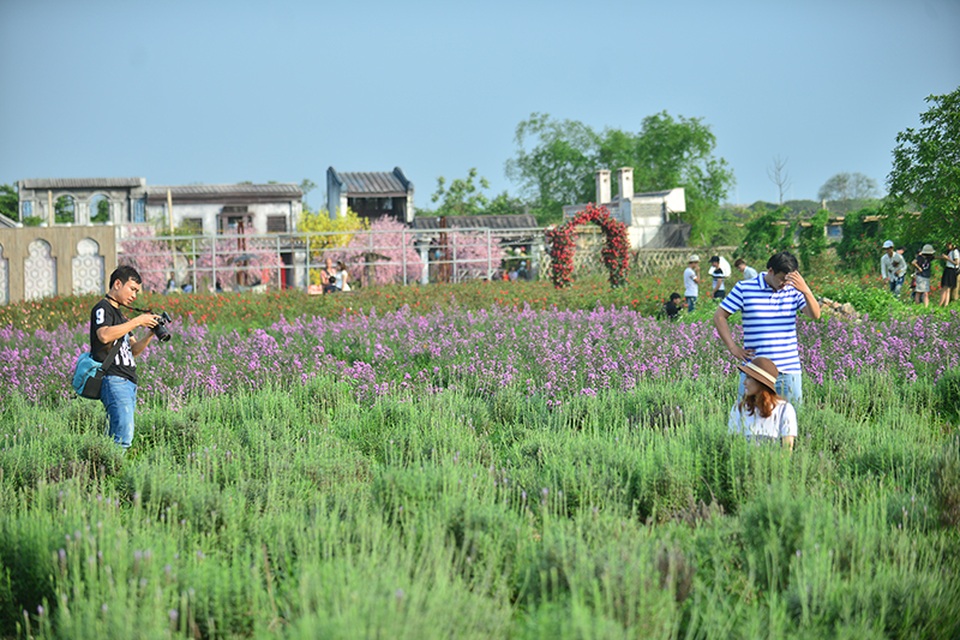 Vườn hoa lavender ở Hà Nội mới hé nụ đã hút khách - 5 Dù chỉ mới có thông tin về vườn hoa này nhưng rất nhiều bạn trẻ đã tìm tới để chụp ảnh cùng với hoa lavender, trong đó có nhiều cặp cô dâu - chú rể.