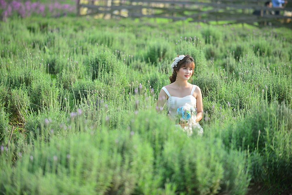 Vườn hoa lavender ở Hà Nội mới hé nụ đã hút khách - 6 Được biết, chủ vườn đã phải thuê những người thợ làm vườn từ Đà Lạt ra Hà Nội chăm sóc hoa.