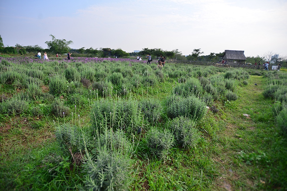 Vườn hoa lavender ở Hà Nội mới hé nụ đã hút khách - 9 Sắc tím chưa lộ rõ trên vườn hoa lavender này.