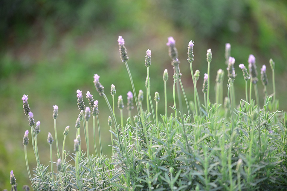 Vườn hoa lavender ở Hà Nội mới hé nụ đã hút khách - 12 Cận cảnh hoa lavender ở Hà Nội.