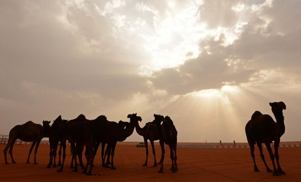 Ả rập Xê út “trục xuất” 12.000 con lạc đà và cừu của Qatar - 1
(Ảnh minh họa: AFP)