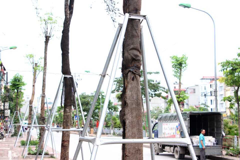 Hàng loạt cây xanh trên vỉa hè Hà Nội được "đeo gông sắt" - 2 Hàng loạt cây xanh trên vỉa hè Hà Nội được "đeo gông sắt" - 2