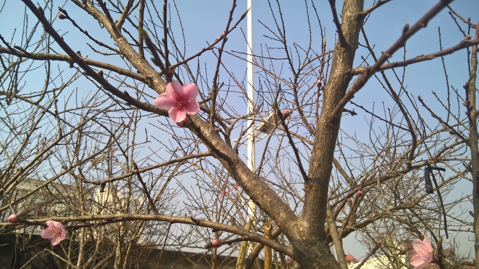 Đào rừng hiện có giá khá đắt do công vận chuyển và cũng vì sự sành chơi của nhiều người mà đã tạo cơn sốt đào rừng mỗi năm.