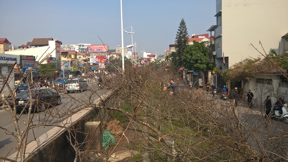 
Chỗ trưng bày đào rừng tại đây được biết là sự mua bán giữa các hộ kinh doanh với nhau. Mức giá không được tiết lộ
