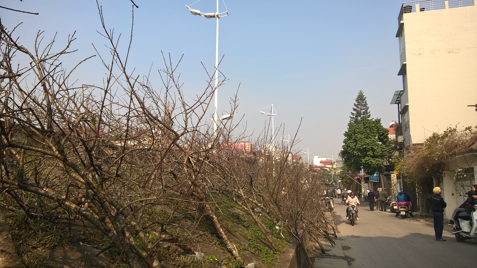 Một đoạn đường đào rừng được tắm nắng và trưng bày la liệt sau đường Âu Cơ