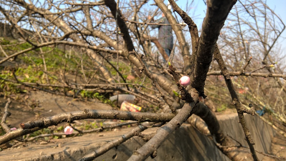 
Nhiều dân chơi đào cho hay, đào trồng trên núi mới có gốc xù xì, thân gầy guộc và hoa đẹp. Cũng nhiều nhà vườn ở Nhật Tân (Hà Nội) trồng thử đào rừng nhưng không thành công
