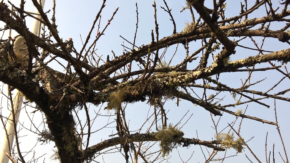 Những nấm mốc, rêu phong, một minh chứng của những thân cây tồn tại trong các cánh rừng tây Bắc