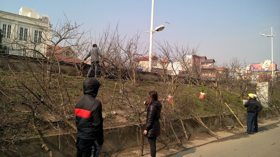 Mặc dù giá khá đắt, nhưng nhiều người chơi hoa tết vẫn thích đào rừng. Thời điểm hiện tại, theo nhiều thương lái đào mới chặt nên chưa có hoa, hoa đào rừng là dạng đào phai ít cánh, nhưng chơi được bền hơn đào trồng