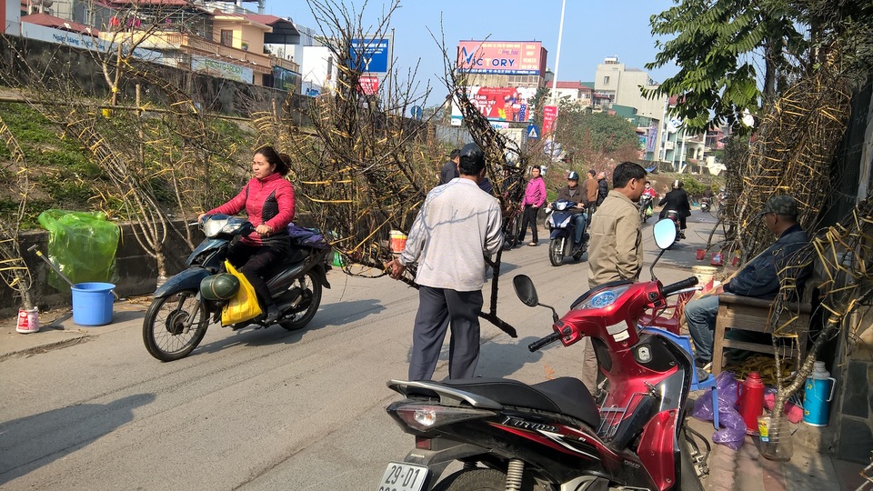 Những cành đào phai rừng vừa được vận chuyển và xếp trên đê. Nhiều người kinh doanh đào khẳng định: 100% đào này là đào rừng, nhưng những người sành chơi cho hay hiện rất nhiều loại đào này là đào trồng trên núi, rừng.