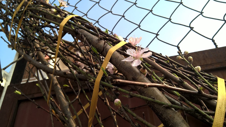 
Những người sành chơi đào cho hay, đào rừng chơi bền hơn đào nhà rất nhiều, một cành đào rừng có thể chơi được nửa tháng vẫn có những nụ hoa nở kèm chồi non mới mọc.
