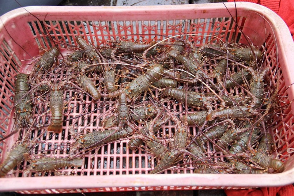 Những con tôm hùm giống được bán cho các thương lái