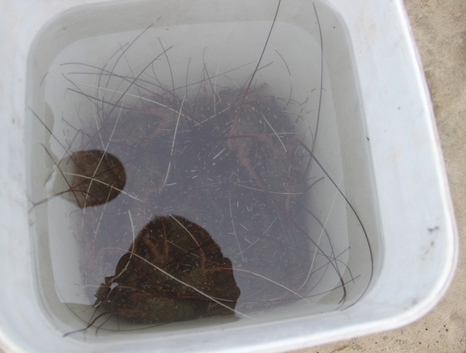 Tôm được để trong thùng nước để khỏi bị chết