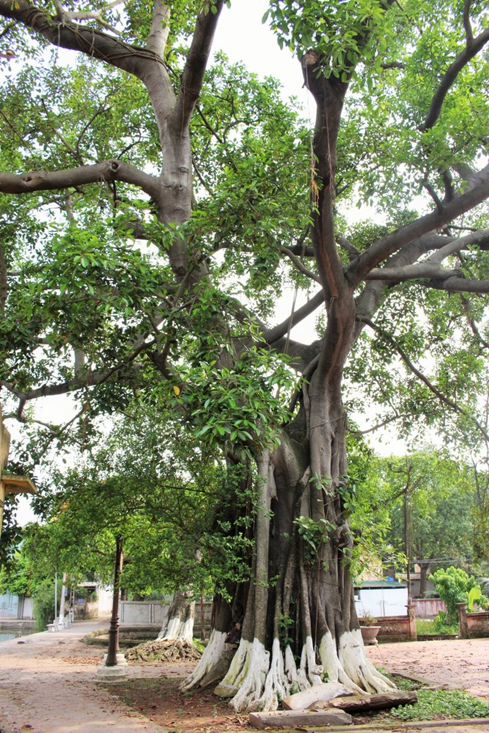 Ngôi làng cổ đẹp như cổ tích ngay gần Hà Nội - 7