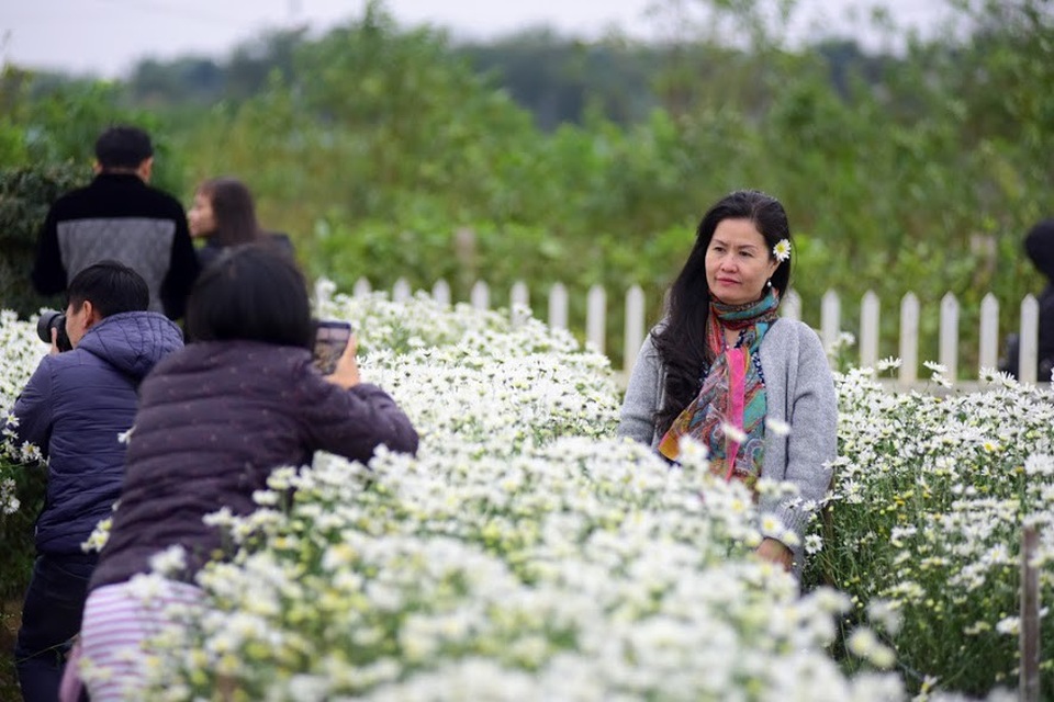 Hàng nghìn người “đổ” về chụp ảnh, vườn cúc họa mi “vỡ trận” vì tắc nghẽn - 11 Không chỉ có các bạn trẻ, nhiều người trung niên cũng tìm đến vườn chụp ảnh với cúc họa mi.