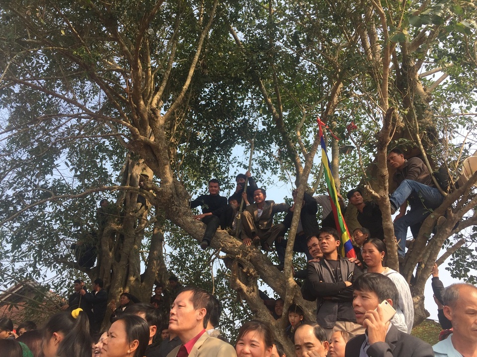 Độc đáo Lễ hội văn hóa các dân tộc huyện Yên Thế tỉnh Bắc Giang - 4 Hội thi chọi dê thu hút nhiều người xem, nhiều người trèo lên cây để xem.